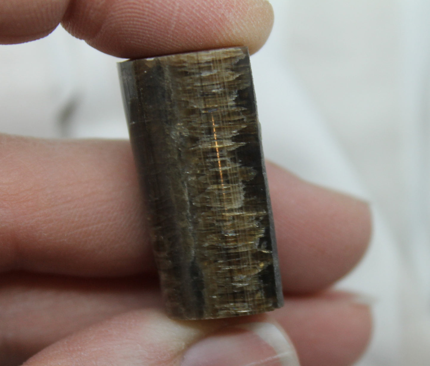 Belemnite Cabochon