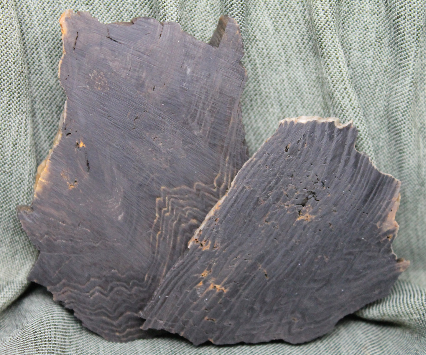 Small Dark Petrified Wood Slabs