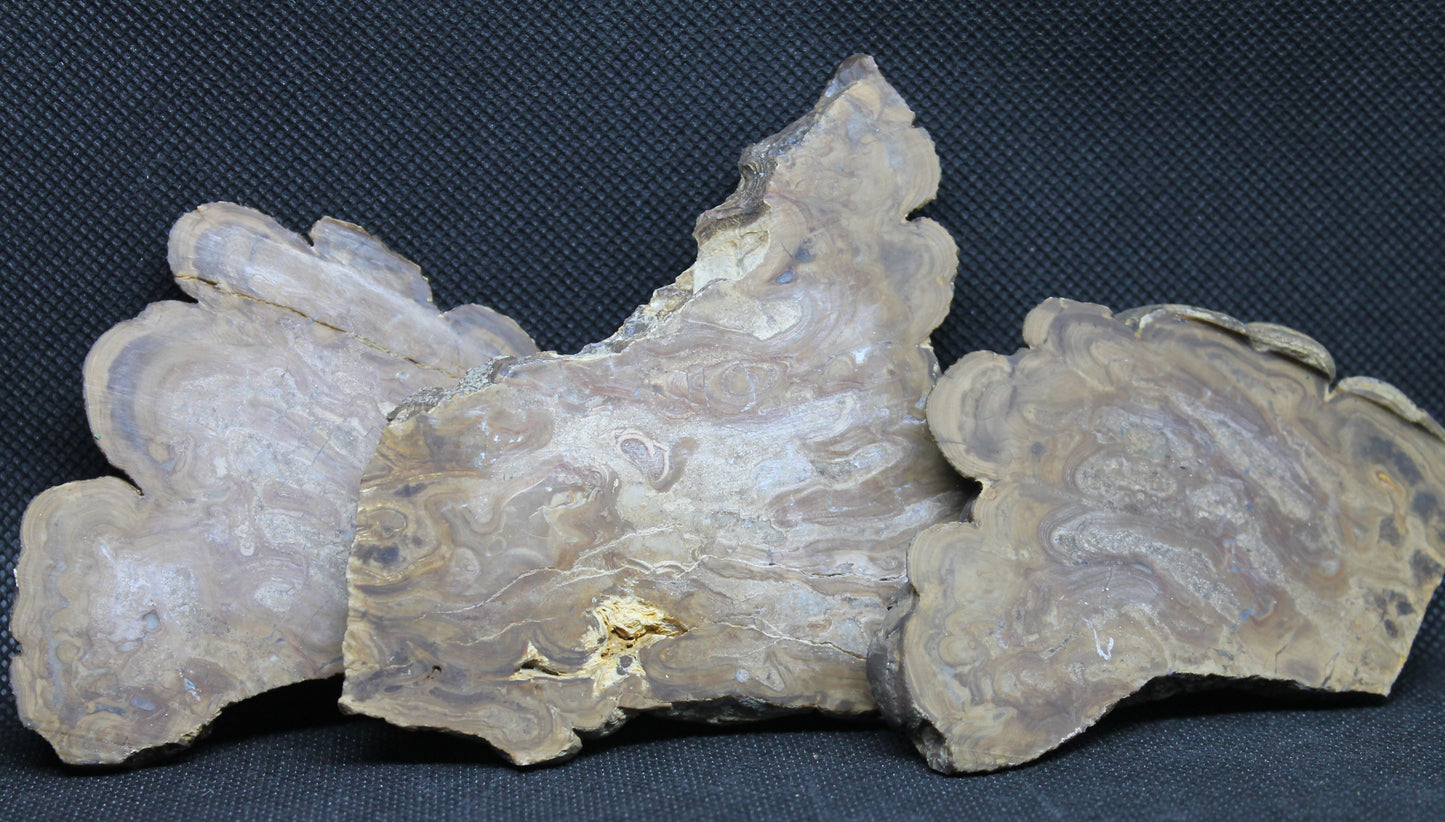 Stromatolite Slabs