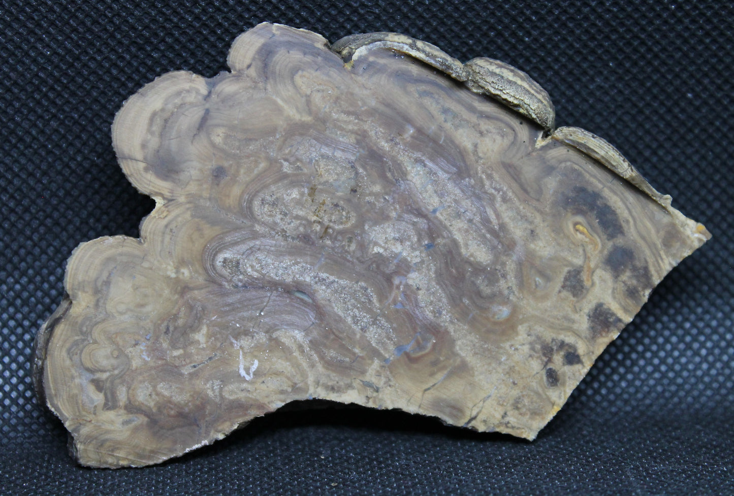 Stromatolite Slabs