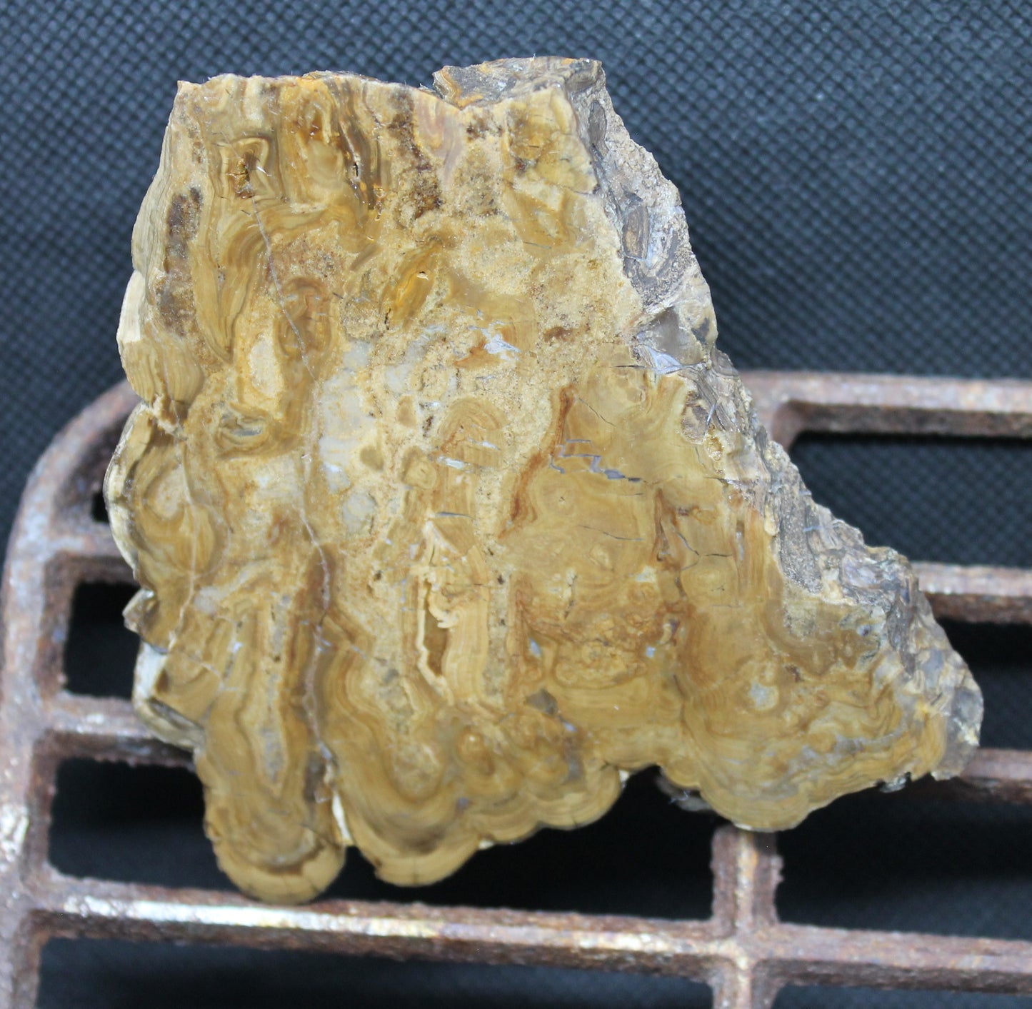 Stromatolite Slabs