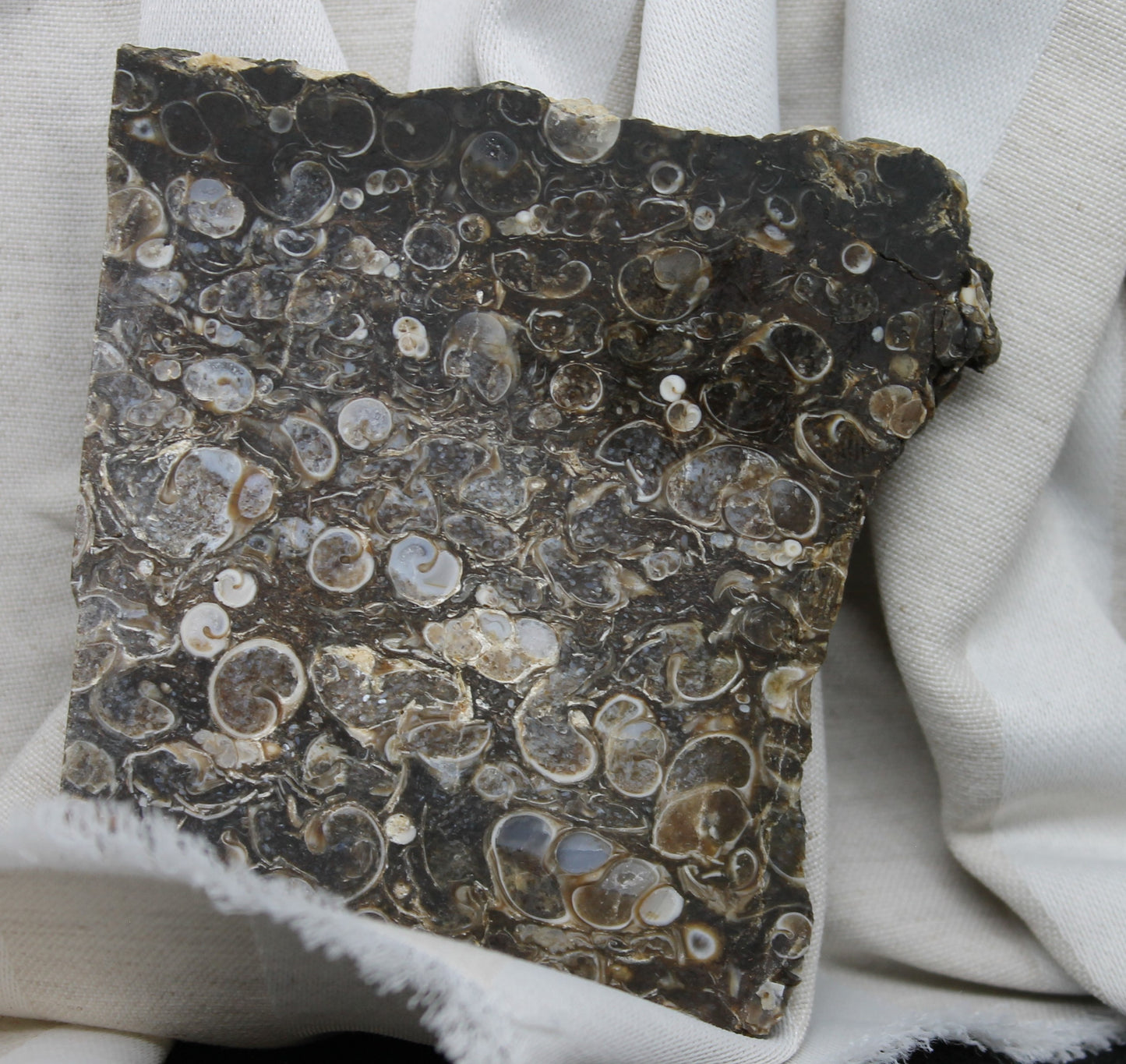 Turritella Stone Slab