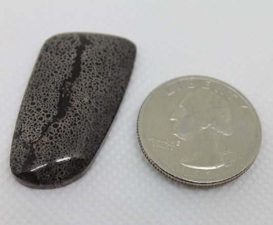 Dinosaur Bone Designer Cabochon #4