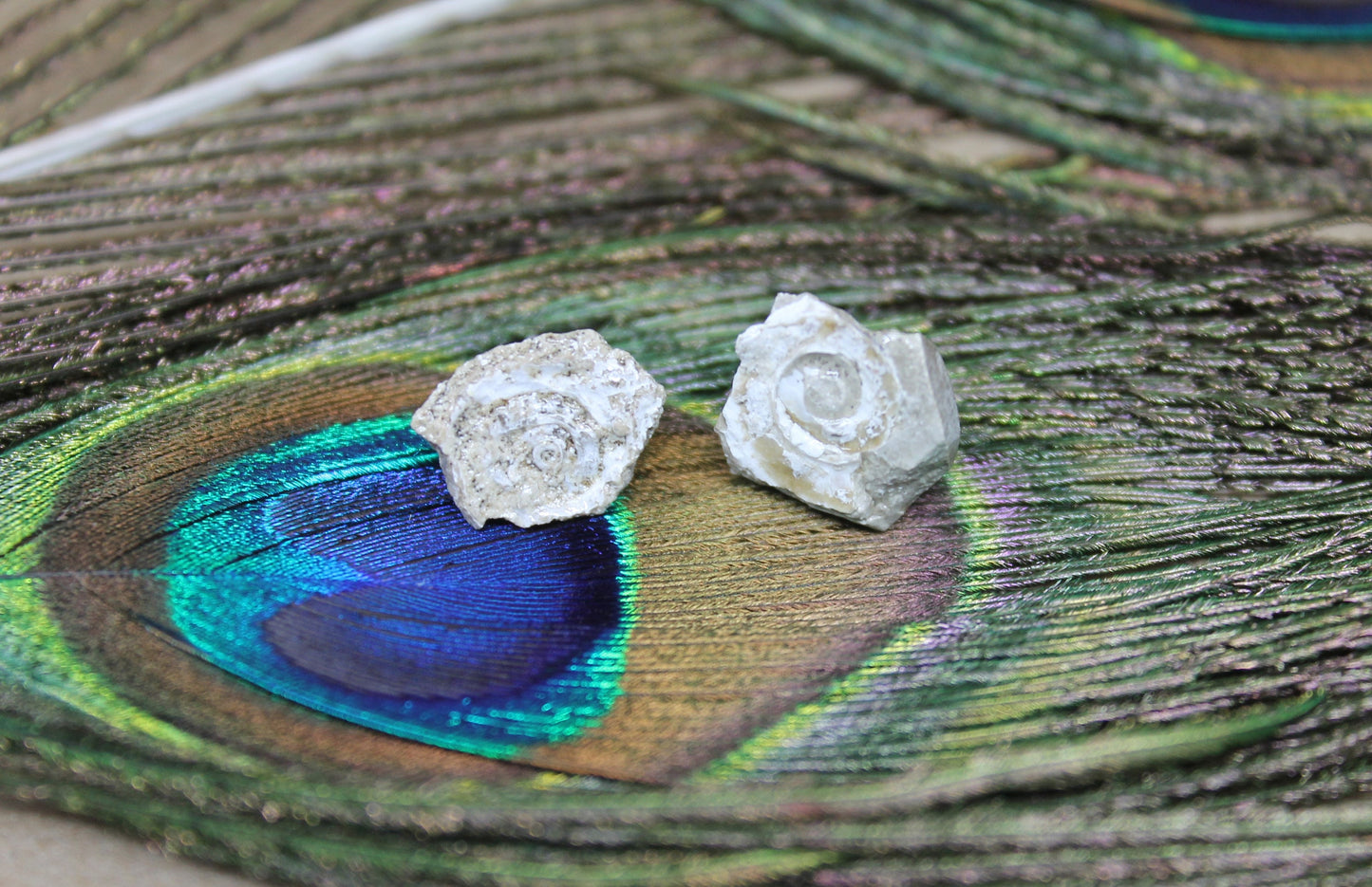 Wyoming Shell Fossil Earring Stud