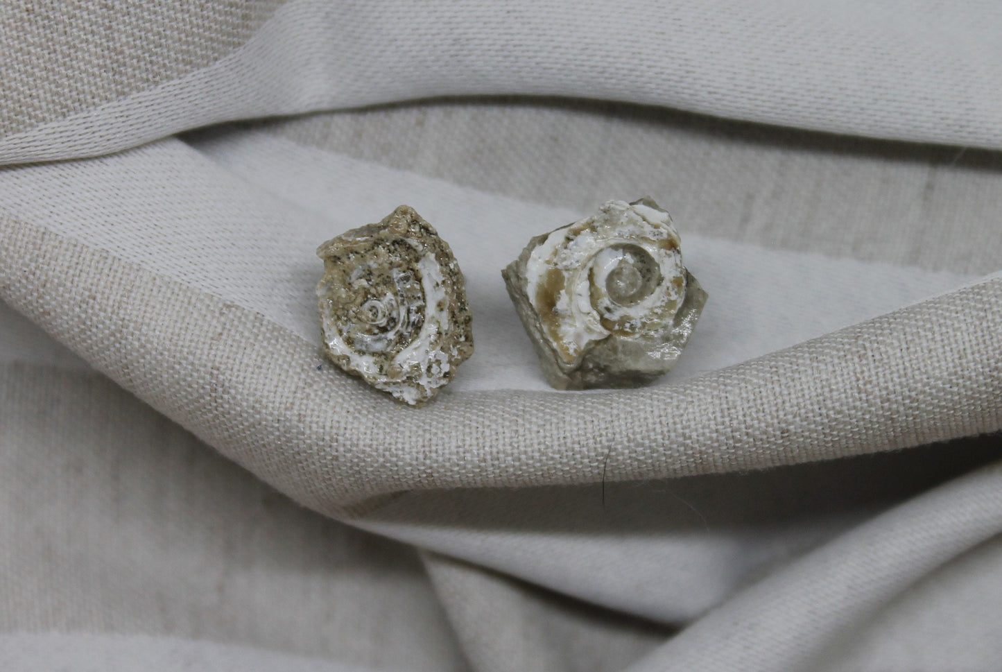 Wyoming Shell Fossil Earring Stud